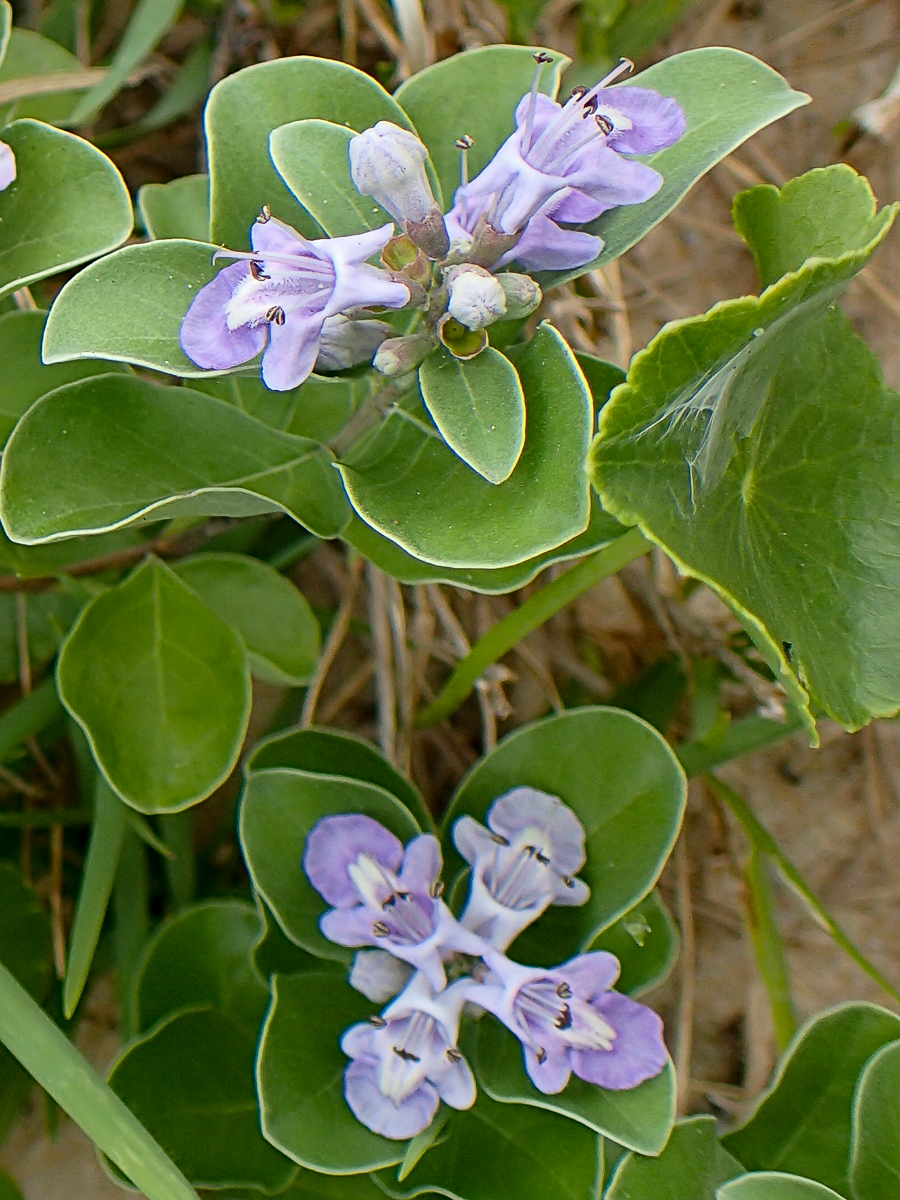 Close up of beach vitex lavender flowers